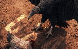 Flamengo goleia Atlético-MG e mantém boa fase no Brasileirão