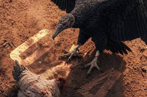 Urubu x Galo: Flamengo responde provocacao do Atletico-MG (Foto: Divulgacao / Flamengo)